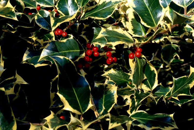 Variegated and attractive