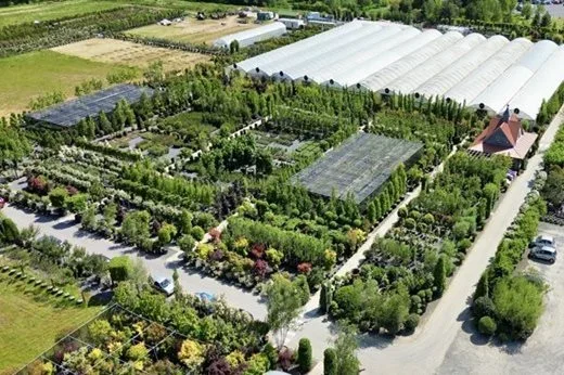 Architectural Plants