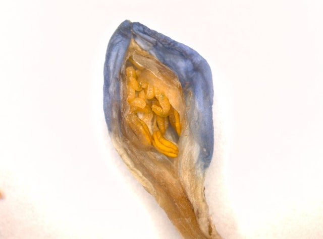 Agapanthus gall midge