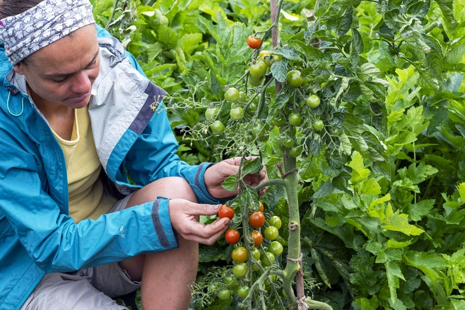 Tomatoes