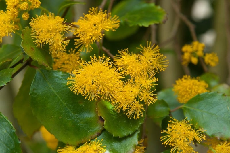 A Touch of Tropical: Lush Garden Ideas | RHS Advice