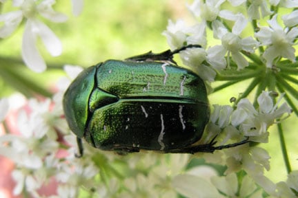Rose chafer beetle on hogweed flower