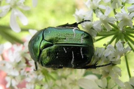 Rose chafer beetle on hogweed flower