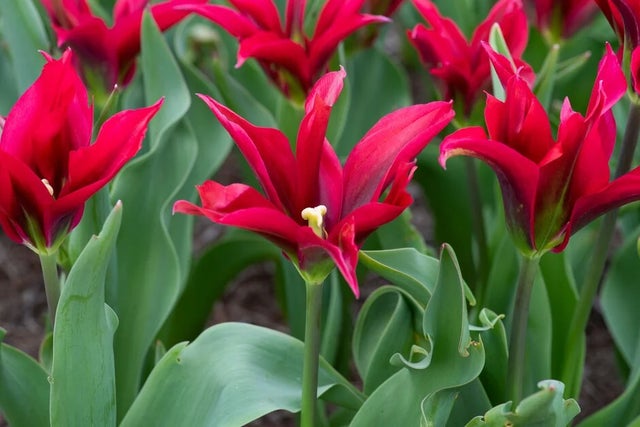 <i>Tulipa</i> Single Late, Viridiflora and Darwin Hybrids trial
