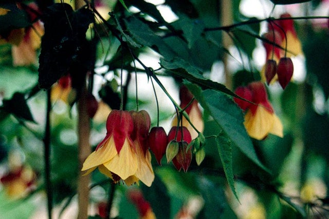 10 recommended climbers and wall shrubs