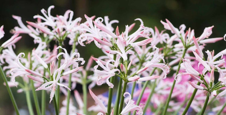 Nerine