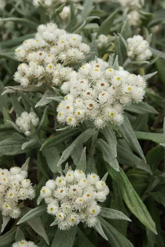Anaphalis triplinervis