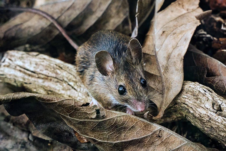 Wildlife gardening