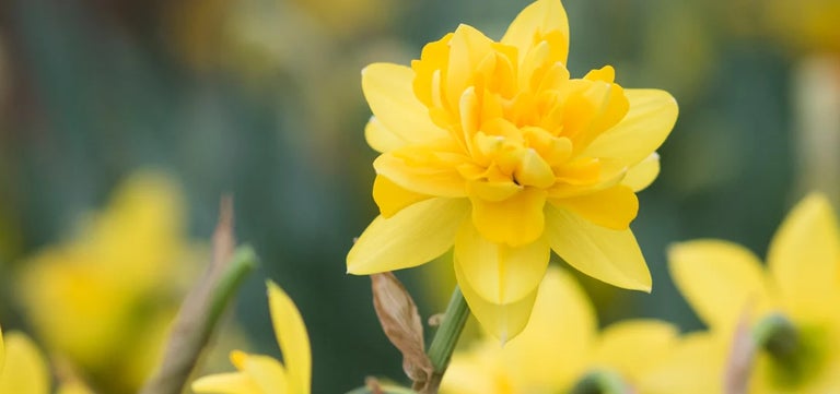 10 award-winning short daffodils