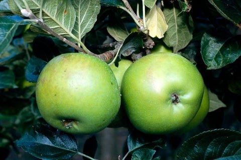 8040 Rhs How to grow apples | RHS Guide