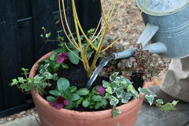 Growing plants in containers: Expert Guide | RHS Advice