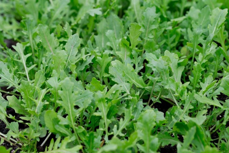 How to grow rocket | RHS Guide