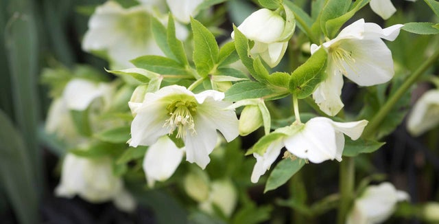 Discover hellebores