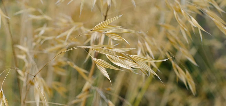 10 plants Beth Chatto’s Head Gardener couldn’t do without
