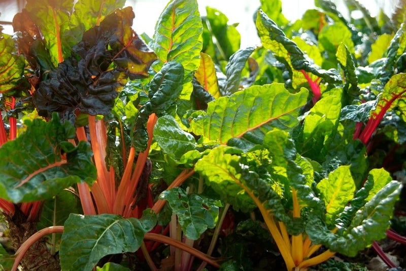 1. Mix flowers and edibles for a garden that tastes as good as it looks