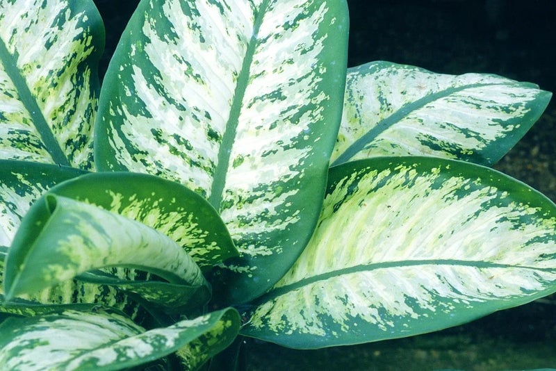 Dumb cane – pretty patterns