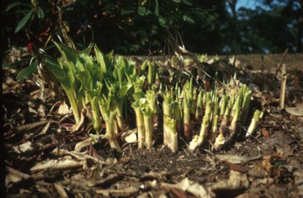 Rabbits in Gardens: Deterrent Tips | RHS Advice