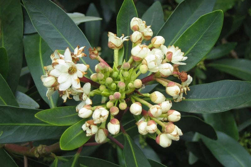 Winter cinnamon