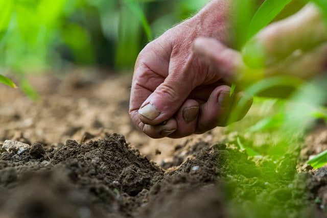 Beginner’s guide to gardening