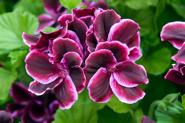 Browse all pelargoniums