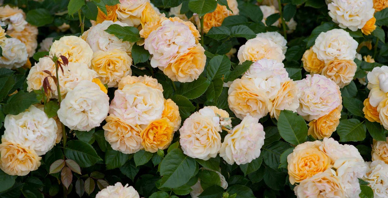 Modern bush roses