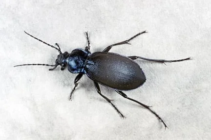 Centa Insects Centipedes | RHS Advice