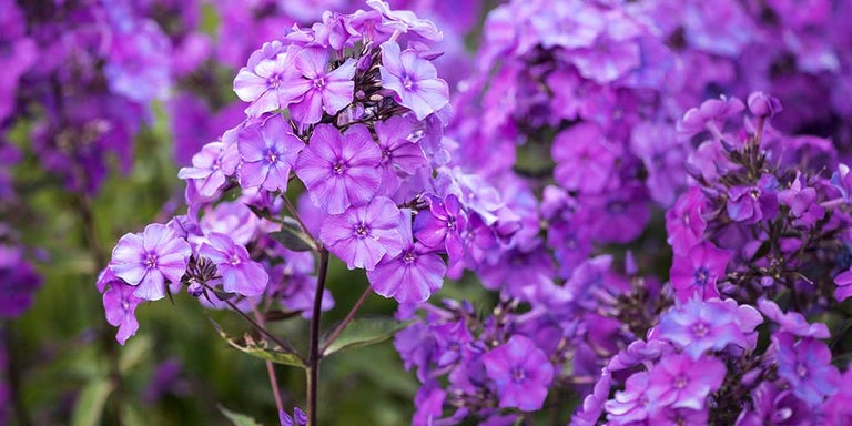 Buy phlox from RHSplants.co.uk