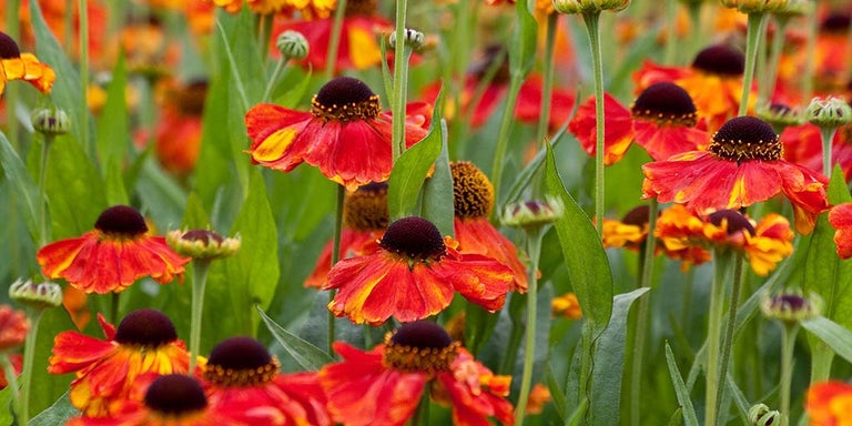Buy helenium from RHSplants.co.uk