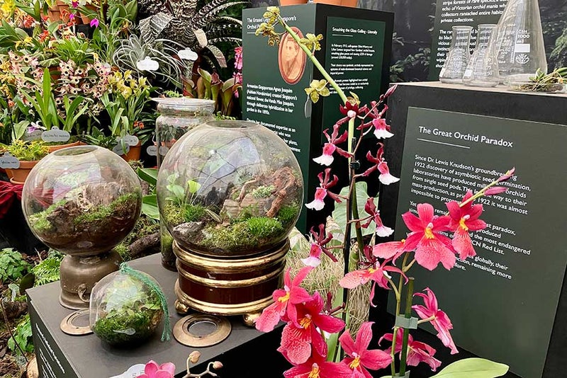 Extraordinary orchid history