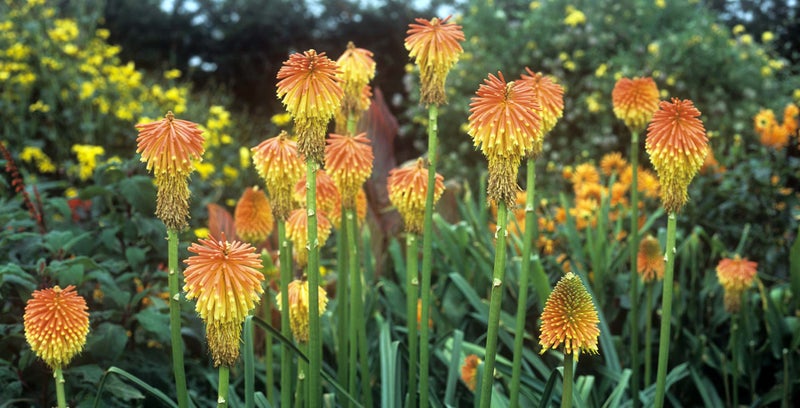 Kniphofia / RHS Plant Guide