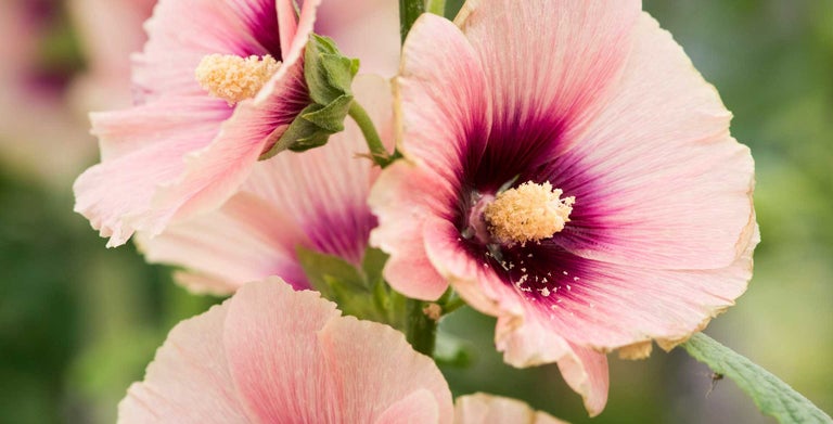 Hollyhocks