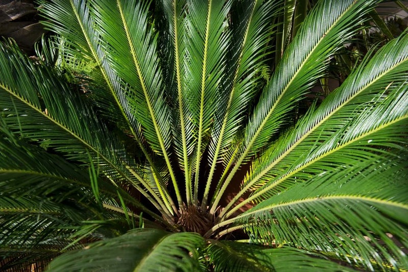 Cycads
