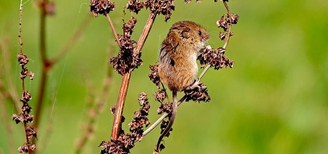 Doddington and other gardens championing wildlife