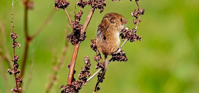 RHS Partner Gardens championing wildlife