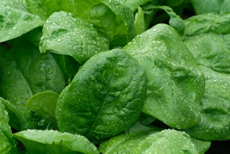 Spinach