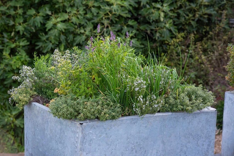 3. Homegrown edibles can make your garden party-perfect