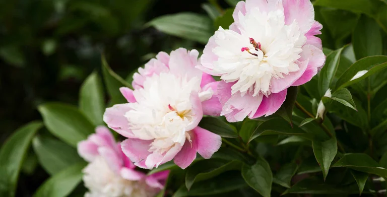 Herbaceous peonies