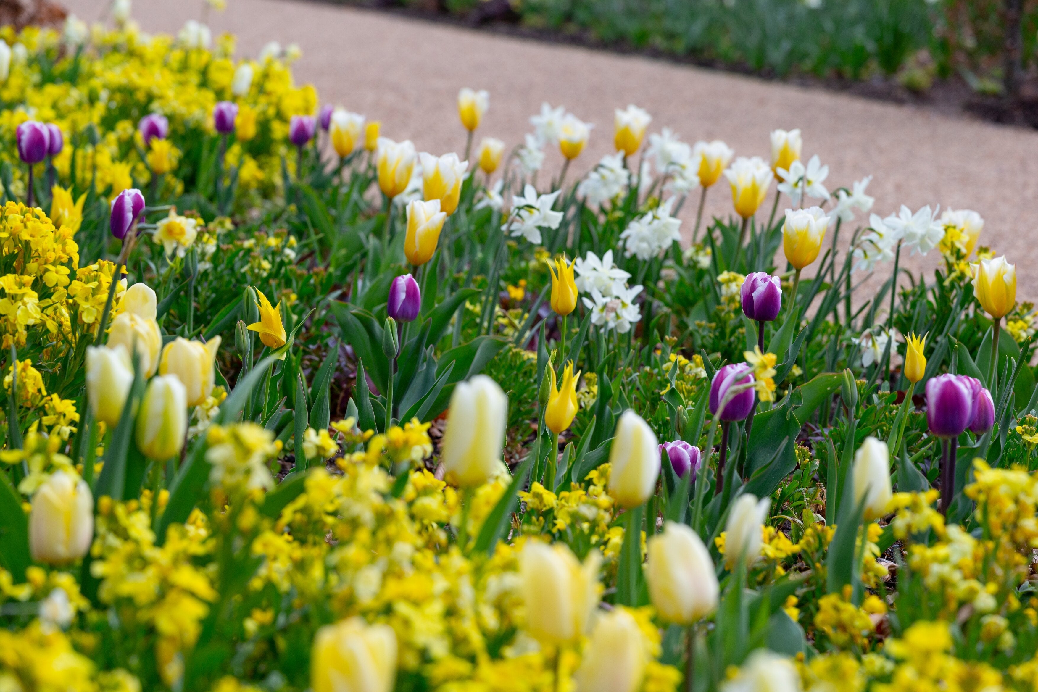 A field of yellow and white flowers