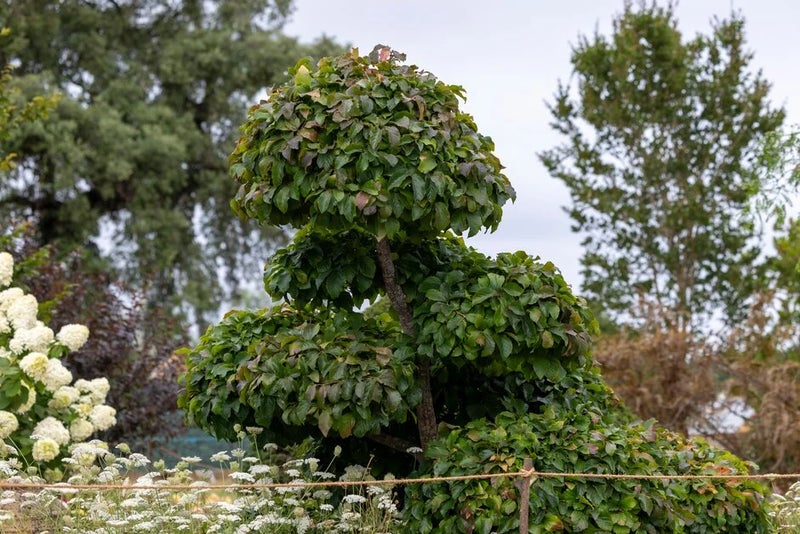 Parrotia-persica-cloud-pruned