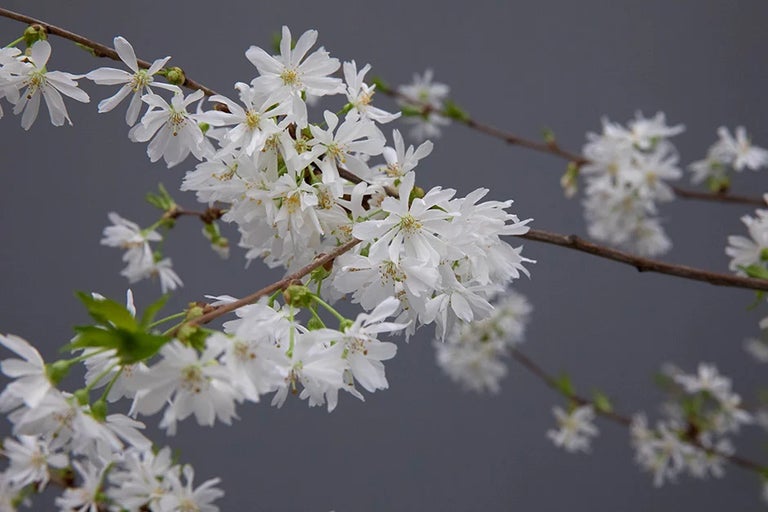 Meet the winners of the RHS Plant of the Year 2024