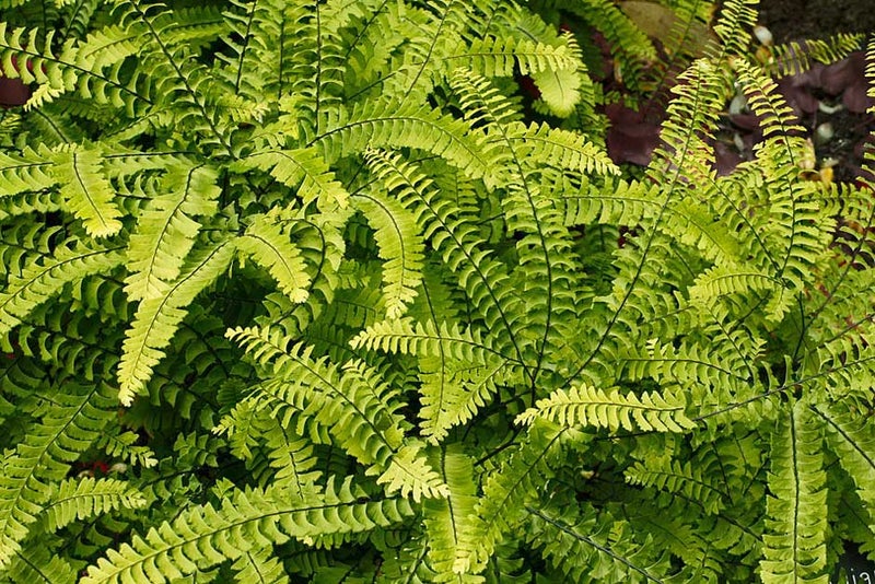 Hardy maidenhair