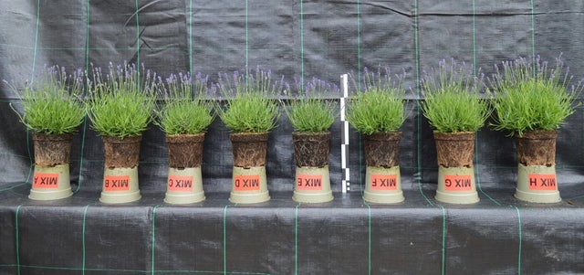 Are you overfeeding your peat-free plants?