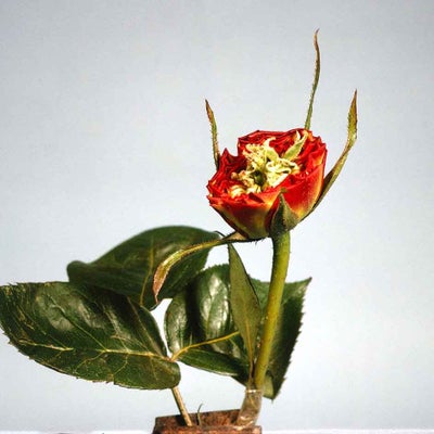 Flower mutations - proliferation on a rose