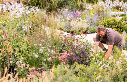 A man in a garden