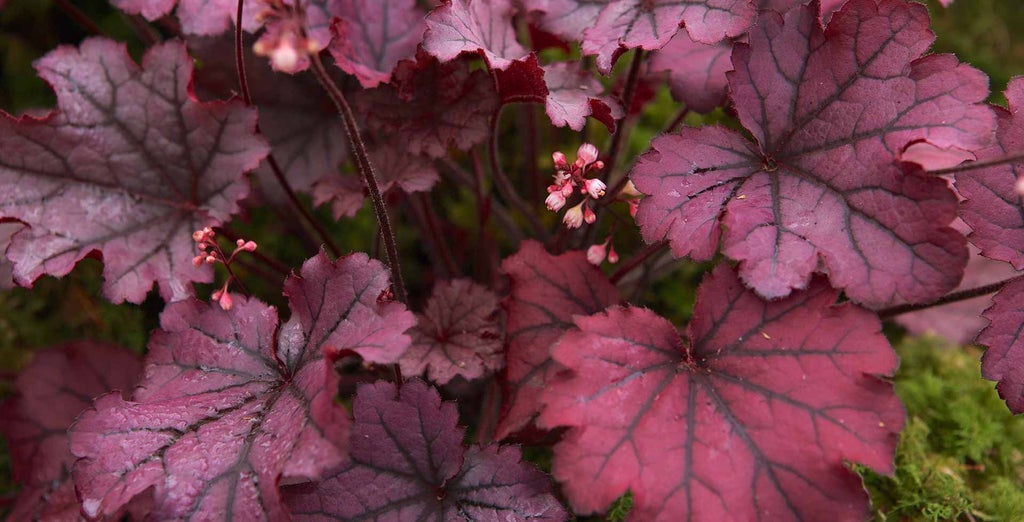 Heuchera (Coral bells) / RHS Plant Guide