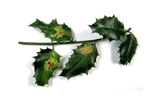 Holly leaf miner