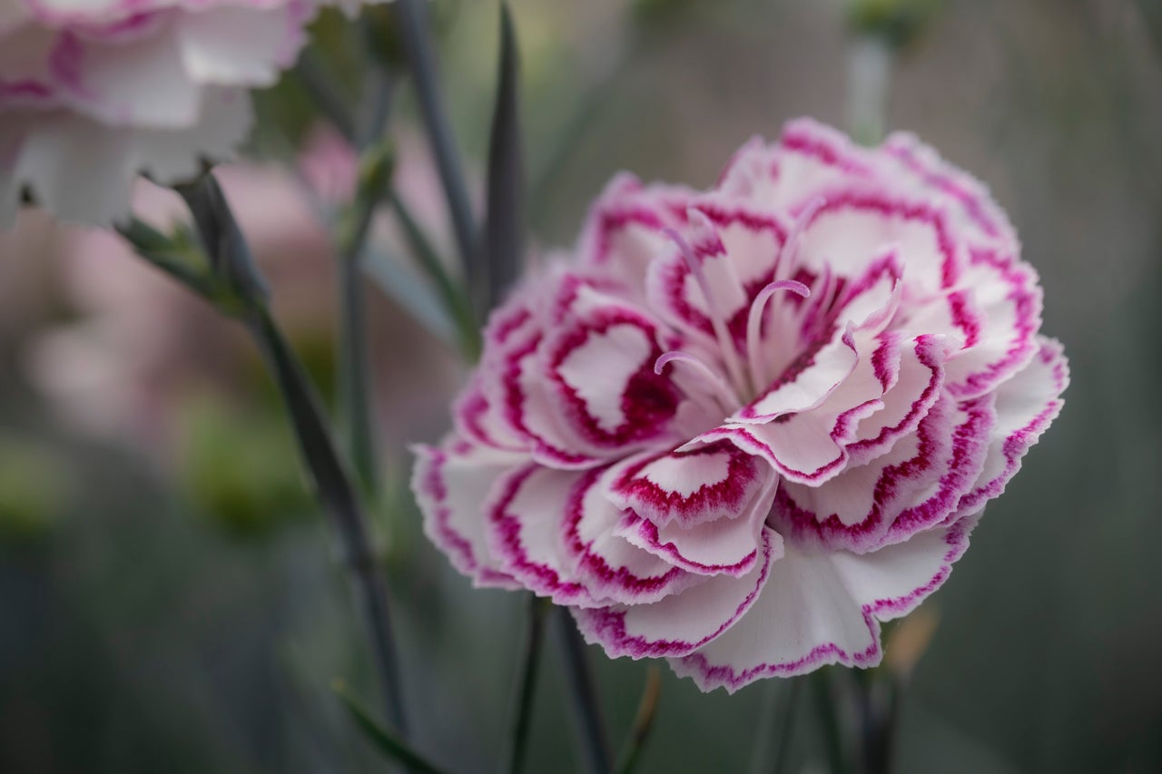 Perennial dianthus