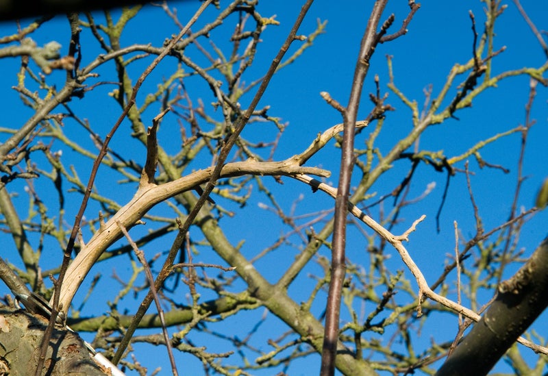 A dead apple tree branch
