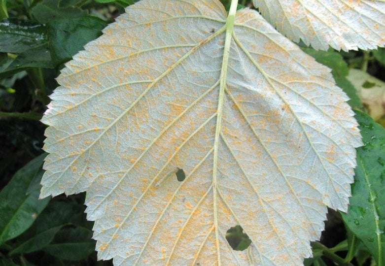 Rust diseases: Symptoms &amp; Control | RHS Advice