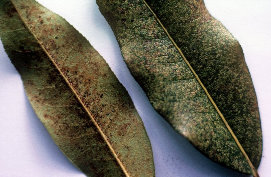 Pieris Lacebug: How to Spot and Treat | RHS Advice